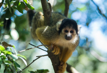 Squirrel monkey - Saimiri