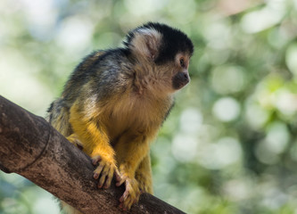 Squirrel monkey - Saimiri