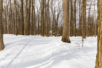 Sugar shack. Deep in a boreal forest Quebec Canada  lies this deserted sugar shack frozen in the deep mid winter.