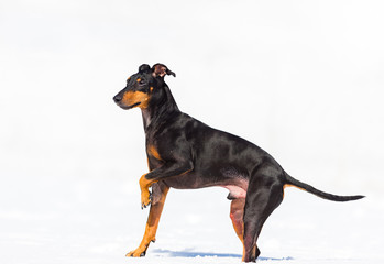 Manchester terrier playing in mid winter, Quebec, Canada. - 231404065