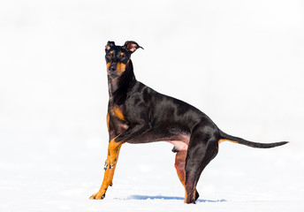 Manchester terrier playing in mid winter, Quebec, Canada.