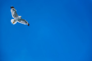 Naklejka premium Seagull soaring in open sky