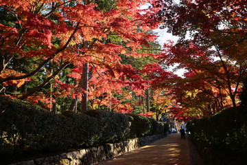 Naklejka premium 高野山の紅葉