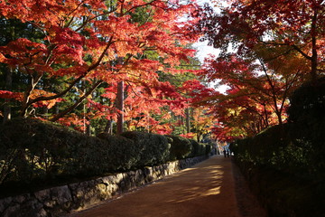 高野山の紅葉