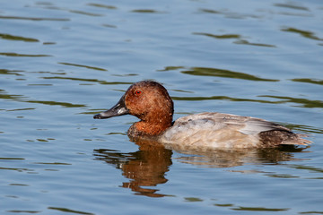 Common pochard male in autumn plumage swimming on water. Cute bright diving duck. Bird in wildlife.