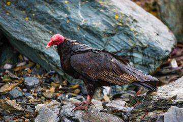 vulture