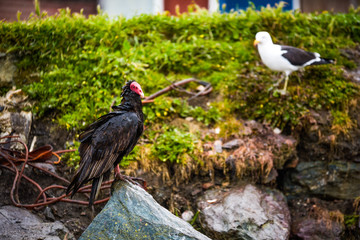 vulture