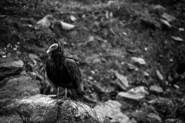 vulture