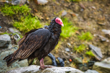 vulture