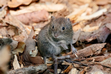 Naklejka na ściany i meble Bank vole sitting on ground in foliage. Cute little animal in wildlife.