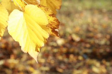 Hojas con gotas de agua, despues de la lluvia