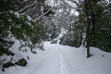Trail through fresh snow in winter landscape