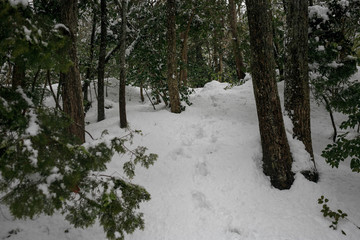 Footprints in deep snow between green trees in winter