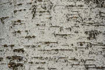 Texture of birch bark for the background