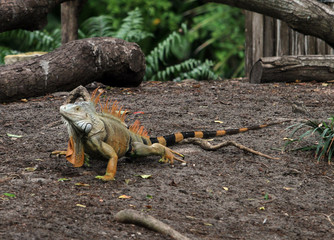 Iguana walking by a lake