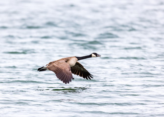 Canada goose flying low over a lake in Quebec, Canada.