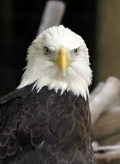 Foto op Plexiglas American Bald Eagle © Michael Bush