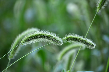 Food, feed culture and invasive weed cereal setaria