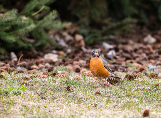 American robin feedind on a park floor in Quebec, Canada.