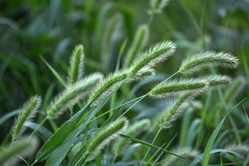 Food, feed culture and invasive weed cereal setaria