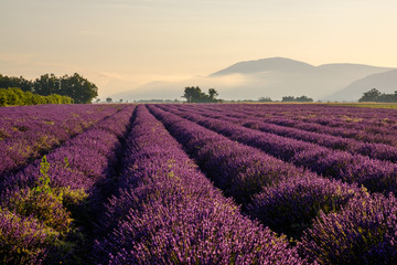 Obraz premium Pole lawendy w Prowansji we Francji. Płaskowyż Valensole. Wschód słońca, poranna mgła.