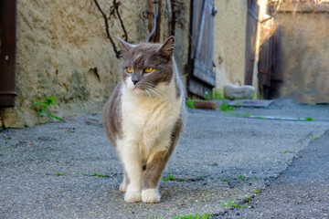 Chat tacheté gris et blanc dans la rue. 