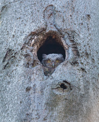 Eastern screech owl pictured in its nesting hole in a tree in a boreal forest Quebec, Canada.