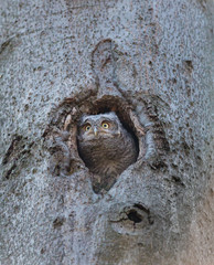 Eastern screech owl pictured in its nesting hole in a tree in a boreal forest Quebec, Canada.