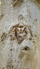 Eastern screech owl pictured in its nesting hole in a tree in a boreal forest Quebec, Canada.