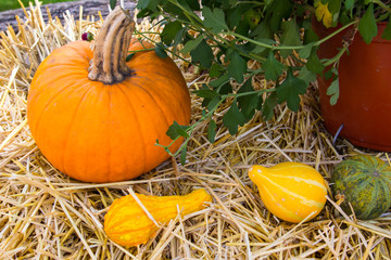 Autumn Harvest Background. Pumpkins and squash on a hay bale with Chrysanthemum plant.