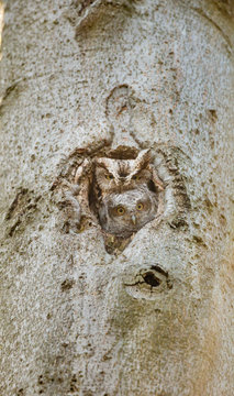 Eastern screech owl pictured in its nesting hole in a tree in a boreal forest Quebec, Canada.