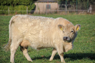 young galloway in autumn sun
