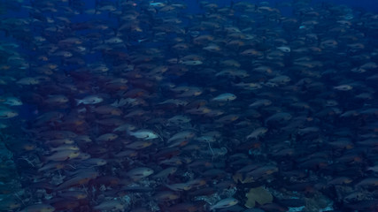 Bohar Snapper spawning aggregation