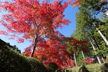Naklejka premium 高野山の紅葉