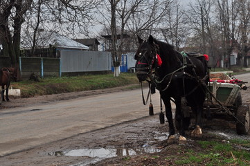 cheval et charette dans un village en Roumanie