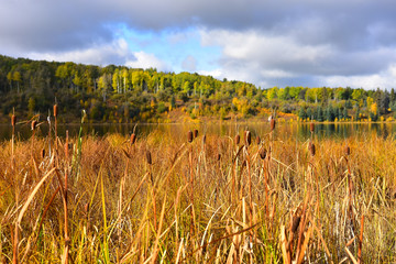 Brown Cattails in Autumn