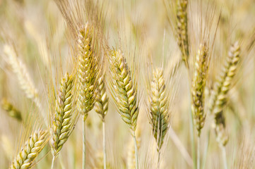 The rye crop on the field