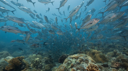 Fototapeta na wymiar Large school of silver fish swim over coral reef