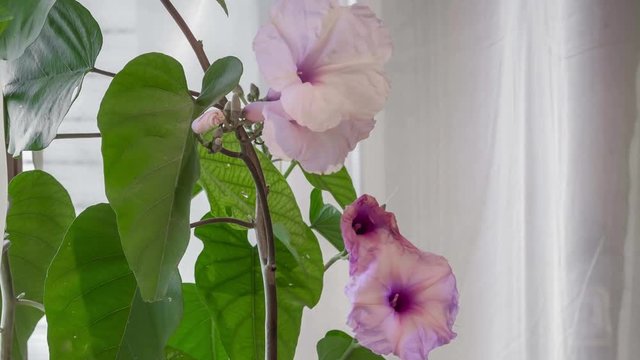 fiori timelapse