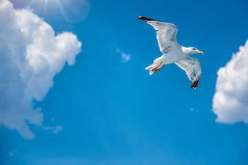 Seagull soaring in open sky