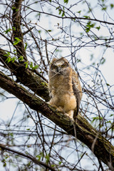 Great horned owlet deep in a boreal forest Quebec, Canada.