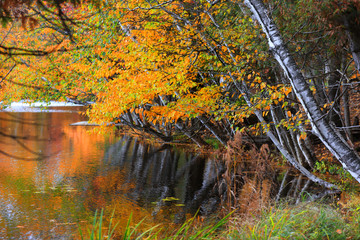 Bright autumn trees by water stream