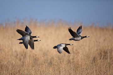 barnacle goose, branta leucopsis, Estonia