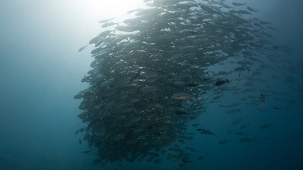 Large school of silver fish swim over coral reef