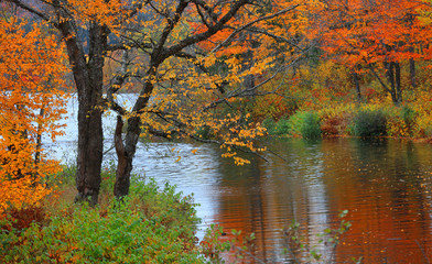Bright autumn trees by water stream