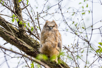 Great horned owlet deep in a boreal forest Quebec, Canada.