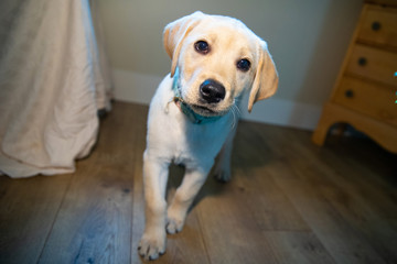 Cute young yellow labrador puppy