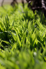 Fresh green grass close up