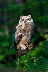 Great horned owlet deep in a boreal forest Quebec, Canada.
