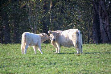 two galloways in autumn on a meadox